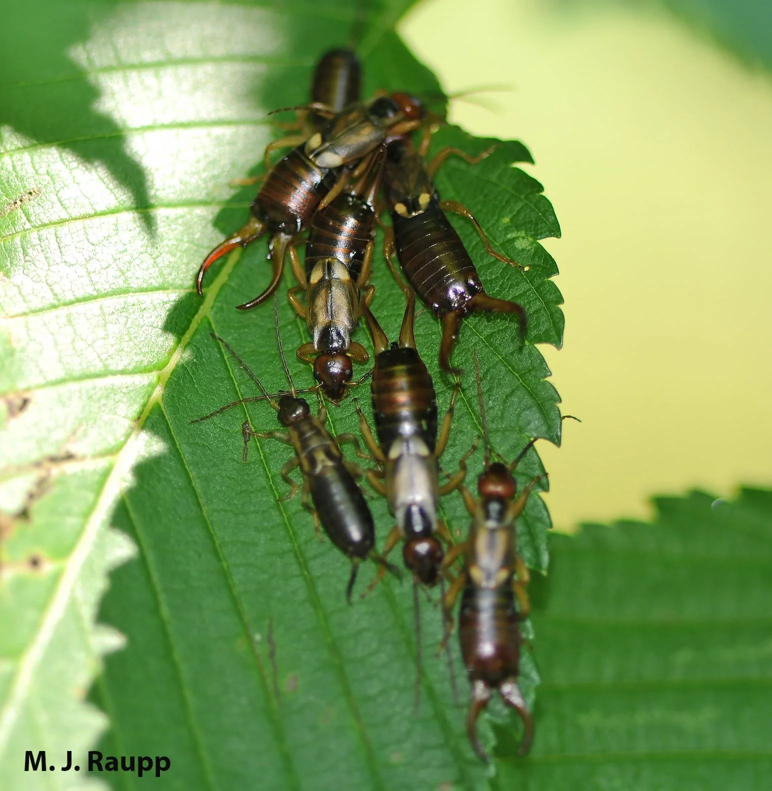 Always a surprise: European earwig, Forficula auricularia — Bug of
